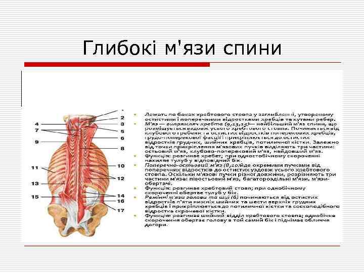 Глибокі м'язи спини 