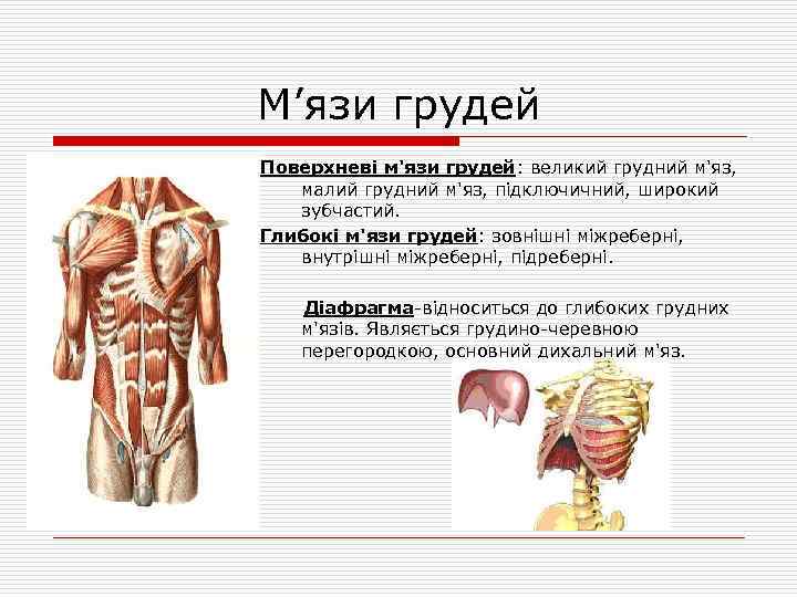 М’язи грудей Поверхневі м'язи грудей: великий грудний м'яз, малий грудний м'яз, підключичний, широкий зубчастий.