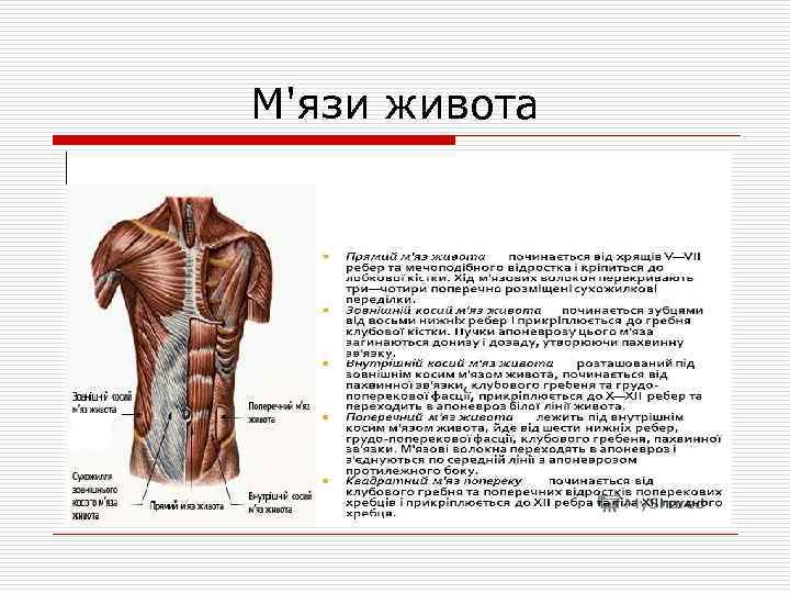 М'язи живота 