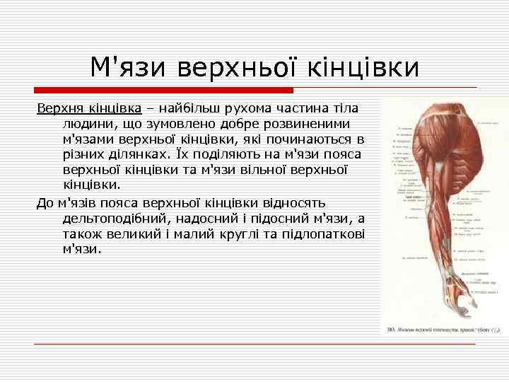 М'язи верхньої кінцівки Верхня кінцівка – найбільш рухома частина тіла людини, що зумовлено добре