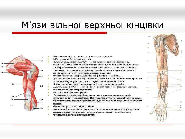 М'язи вільної верхньої кінцівки До м'язів вільної верхньої кінцівки поділяють на м'язи плеча, передпліччя