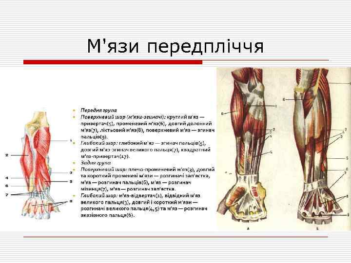 М'язи передпліччя 