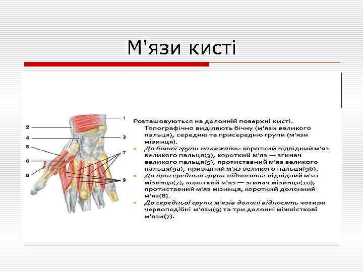 М'язи кисті 