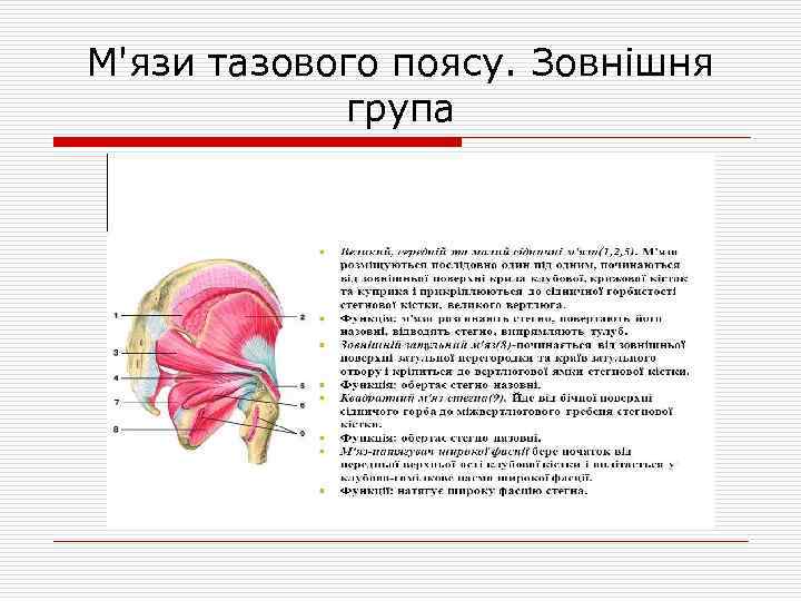 М'язи тазового поясу. Зовнішня група 