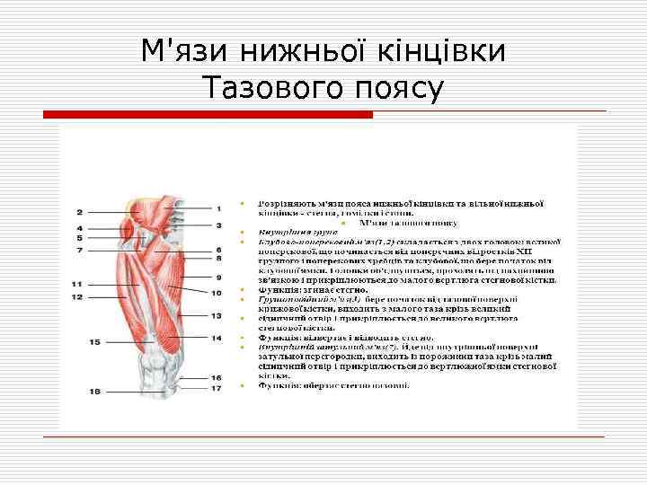 М'язи нижньої кінцівки Тазового поясу 