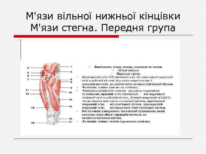 М'язи вільної нижньої кінцівки М'язи стегна. Передня група 