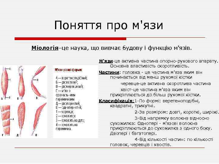 Поняття про м'язи Міологія–це наука, що вивчає будову і функцію м'язів. М'язи-це активна частина