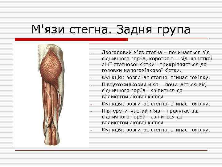 М'язи стегна. Задня група - - Двоголовий м'яз стегна – починається від сідничного горба,