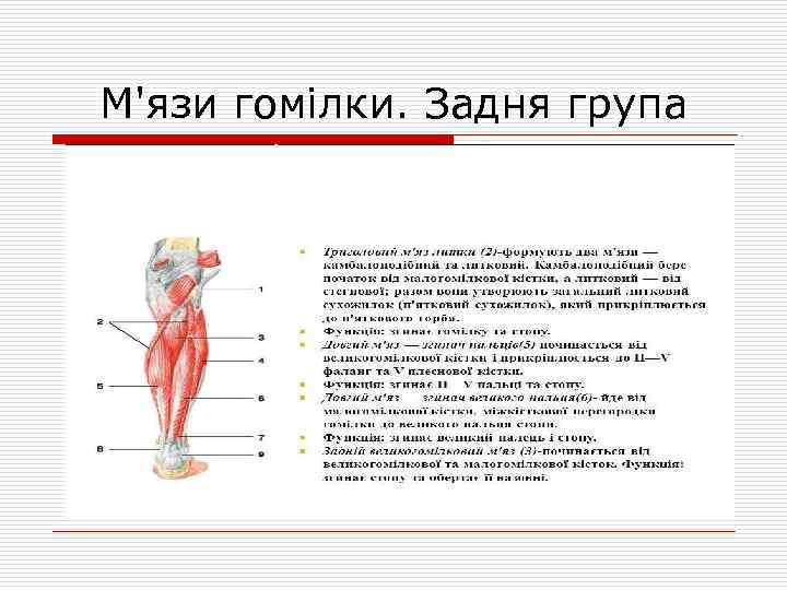 М'язи гомілки. Задня група 