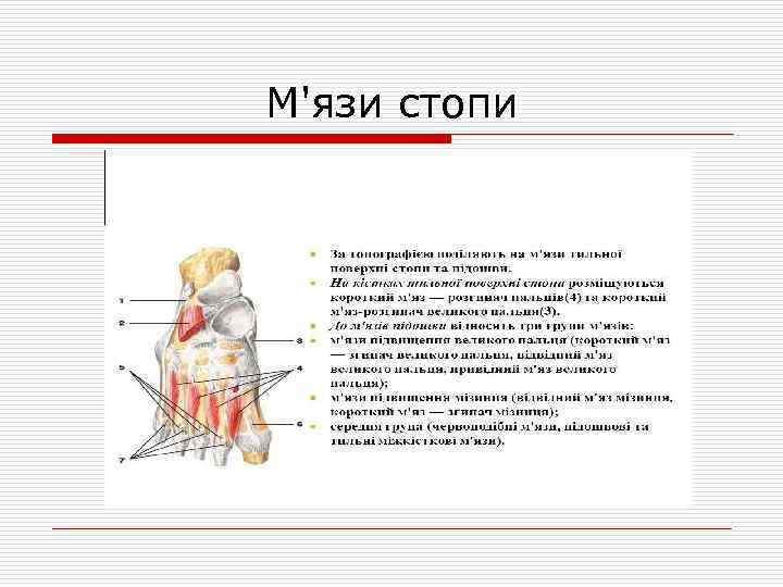 М'язи стопи 