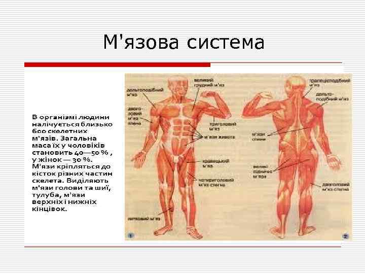 М'язова система 