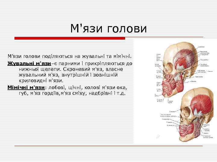 М'язи голови М’язи голови поділяються на жувальні та мімічні. Жувальні м'язи–є парними і прикріпляються