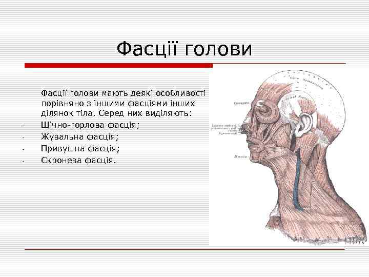 Фасції голови - Фасції голови мають деякі особливості порівняно з іншими фасціями інших ділянок