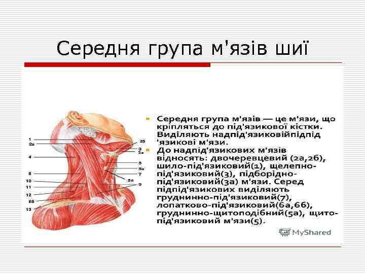 Середня група м'язів шиї 