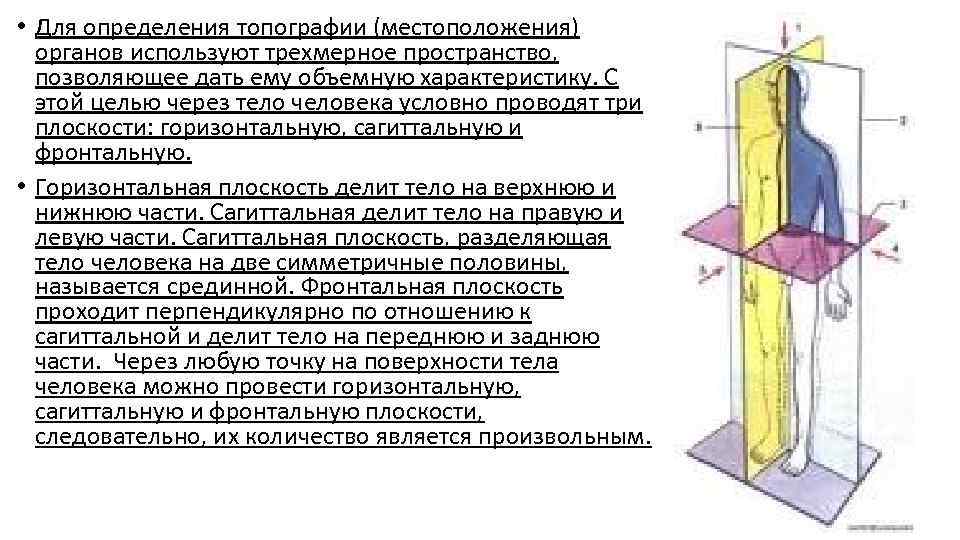 Разделяющие плоскости. Плоскости для определения топографии. Топографическое определение органов. Тело человека в трехмерном пространстве. Горизонтальная плоскость делит тело животного на.