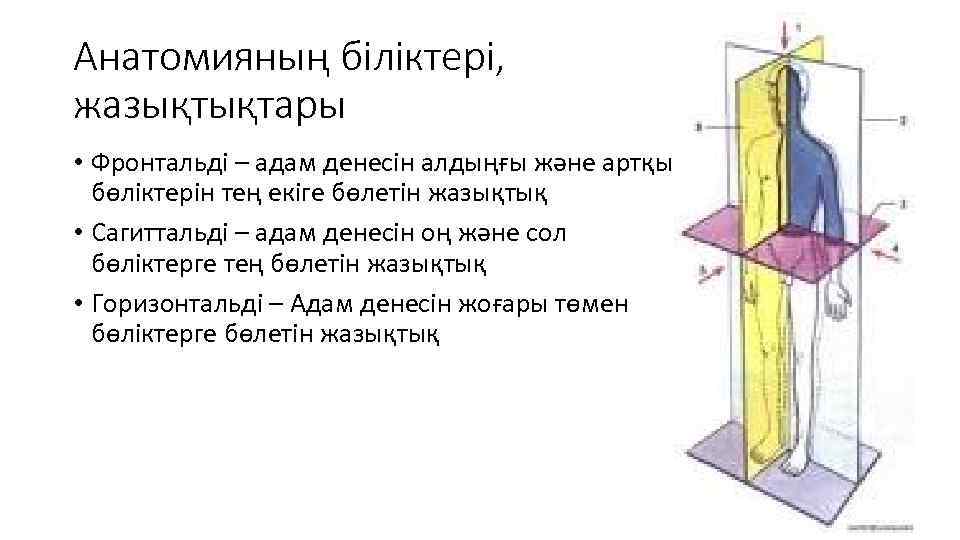 Анатомияның біліктері, жазықтықтары • Фронтальді – адам денесін алдыңғы және артқы бөліктерін тең екіге