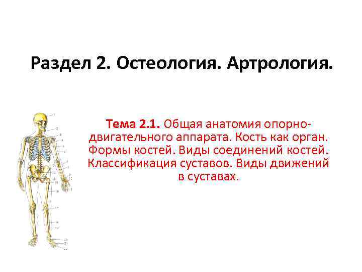 Раздел 2. Остеология. Артрология. Тема 2. 1. Общая анатомия опорнодвигательного аппарата. Кость как орган.