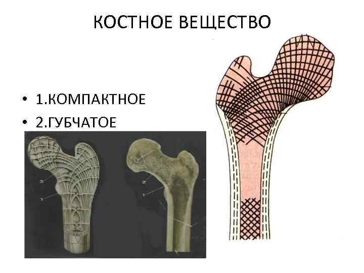 КОСТНОЕ ВЕЩЕСТВО • 1. КОМПАКТНОЕ • 2. ГУБЧАТОЕ 