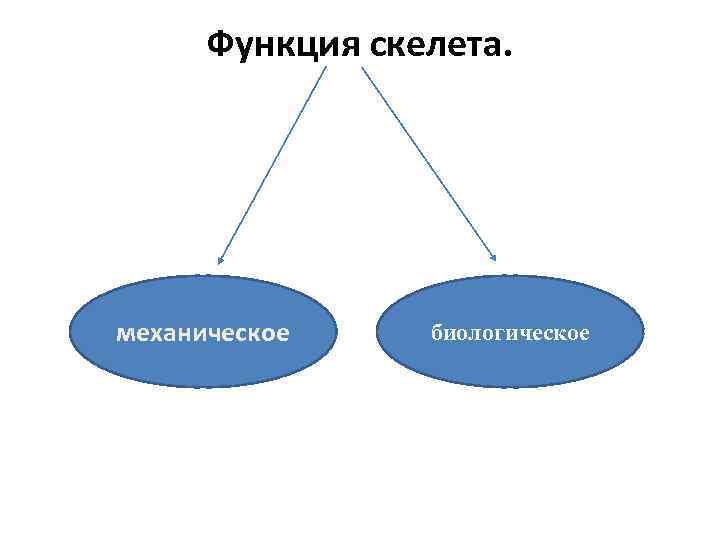 Функция скелета. механическое биологическое 