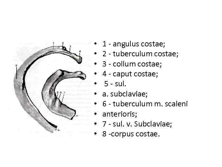  • • • 1 - angulus costae; 2 - tuberculum costae; 3 -