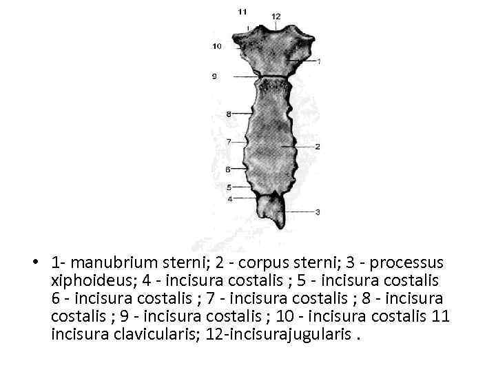  • 1 - manubrium sterni; 2 - corpus sterni; 3 - processus xiphoideus;