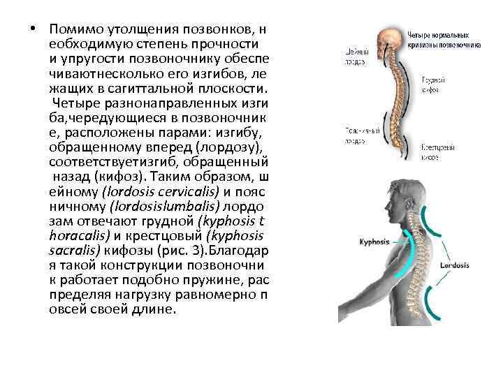  • Помимо утолщения позвонков, н еобходимую степень прочности и упругости позвоночнику обеспе чиваютнесколько