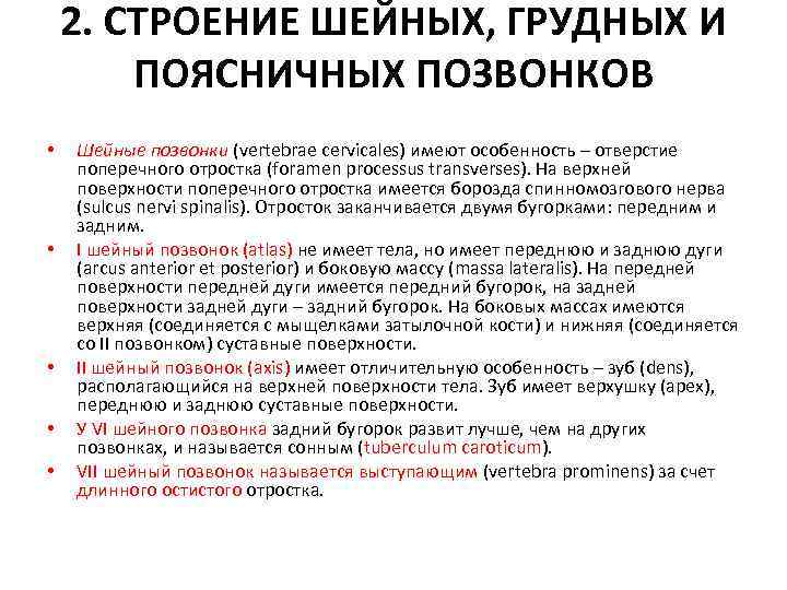 2. СТРОЕНИЕ ШЕЙНЫХ, ГРУДНЫХ И ПОЯСНИЧНЫХ ПОЗВОНКОВ • • • Шейные позвонки (vertebrae cervicales)