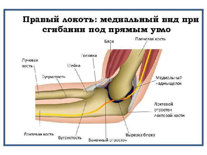 Правый локоть: медиальный вид при сгибании под прямым угло м 