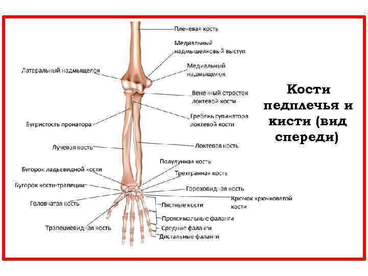  Кости педплечья и кисти (вид спереди) 