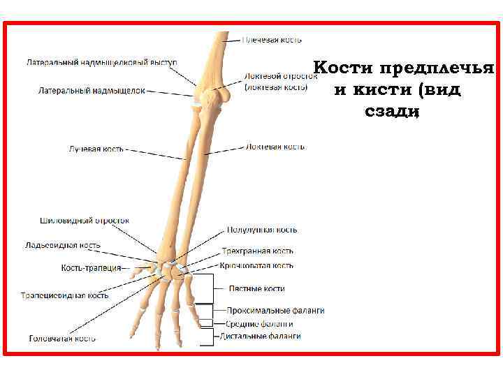  Кости предплечья и кисти (вид сзади ) 