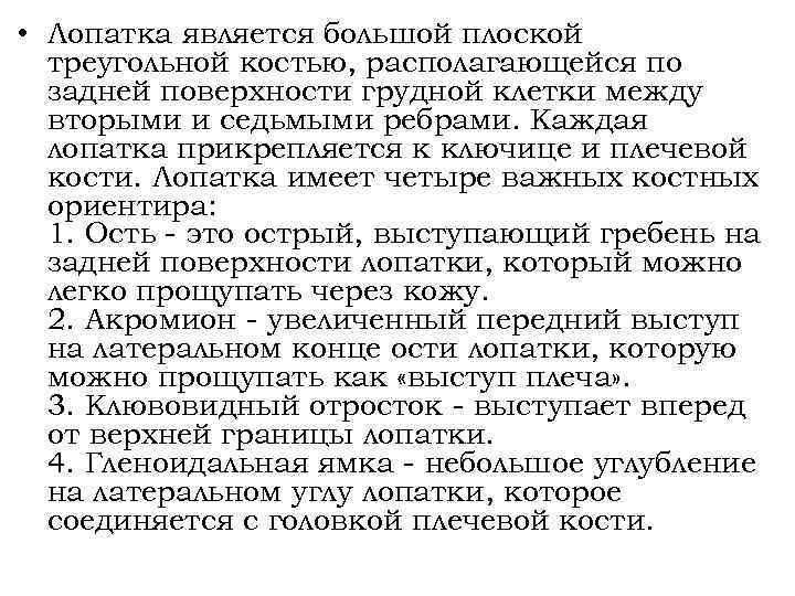  • Лопатка является большой плоской треугольной костью, располагающейся по задней поверхности грудной клетки