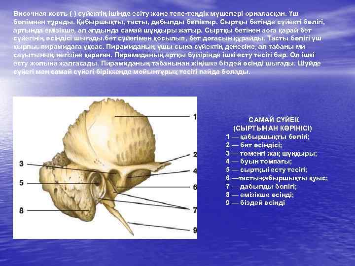 Височная кость ( ) сүйектің ішінде есіту және тепе-теңдік мүшелері орналасқан. Үш бөлімнен тұрады.