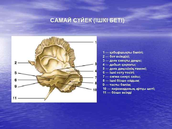 САМАЙ СҮЙЕК (ІШКІ БЕТІ) 1 — қабыршықты бөлігі; 2 — бет өсіндісі; 3 —