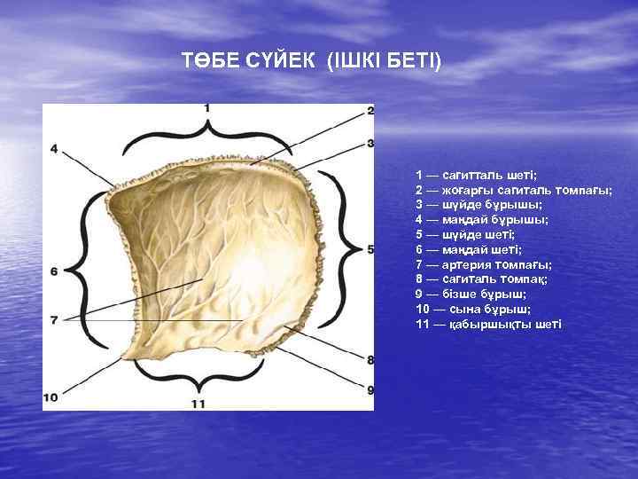 ТӨБЕ СҮЙЕК (ІШКІ БЕТІ) 1 — сагитталь шеті; 2 — жоғарғы сагиталь томпағы; 3