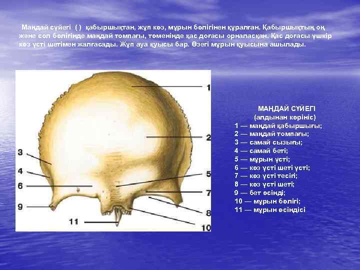 Маңдай сүйегі ( ) қабыршықтан, жұп көз, мұрын бөлігінен құралған. Қабыршықтың оң және сол