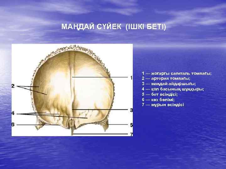 МАҢДАЙ СҮЙЕК (ІШКІ БЕТІ) 1 — жоғарғы сагиталь томпағы; 2 — артерия томпағы; 3
