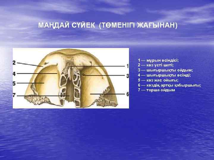 МАҢДАЙ СҮЙЕК (ТӨМЕНІГІ ЖАҒЫНАН) 1 — мұрын өсіндісі; 2 — көз үсті шеті; 3