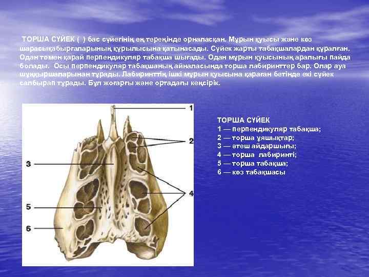 ТОРША СҮЙЕК ( ) бас сүйегінің ең тереңінде орналасқан. Мұрын қуысы және көз шарасықабырғаларының