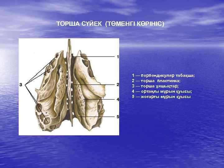 ТОРША СҮЙЕК (ТӨМЕНГІ КӨРІНІС) 1 — перпендикуляр табақша; 2 — торша пластинка; 3 —