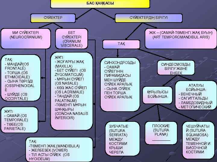 БАС ҚАҢҚАСЫ СҮЙЕКТЕР МИ СҮЙЕКТЕРІ (NEUROCRANIUM) ТАҚ: - МАҢДАЙ(OS FRONTALE) - ТОРША (OS ETHMOIDALE)