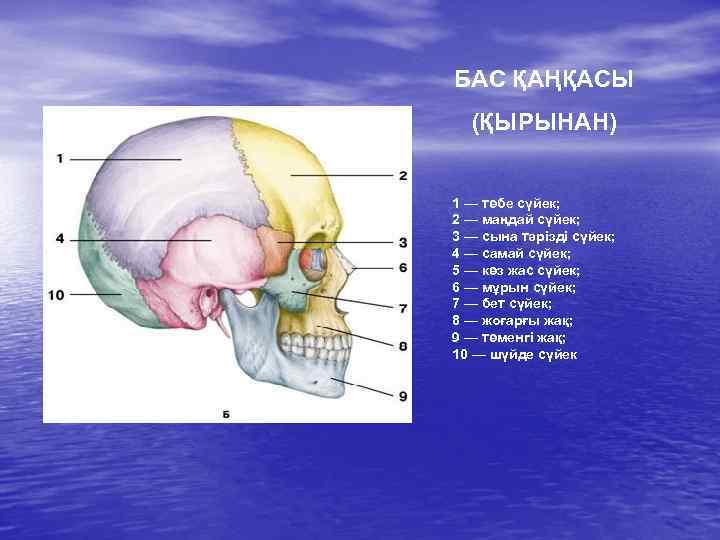 БАС ҚАҢҚАСЫ (ҚЫРЫНАН) 1 — төбе сүйек; 2 — маңдай сүйек; 3 — сына