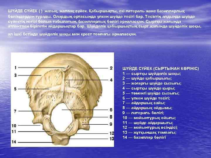 ШҮЙДЕ СҮЙЕК ( ) жазық, жалпақ сүйек. Қабыршықты, екі латераль және базиллярлық бөлімдерден тұрады.