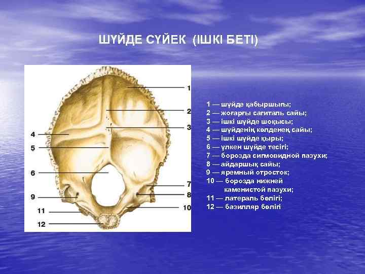 ШҮЙДЕ СҮЙЕК (ІШКІ БЕТІ) 1 — шүйде қабыршығы; 2 — жоғарғы сагиталь сайы; 3