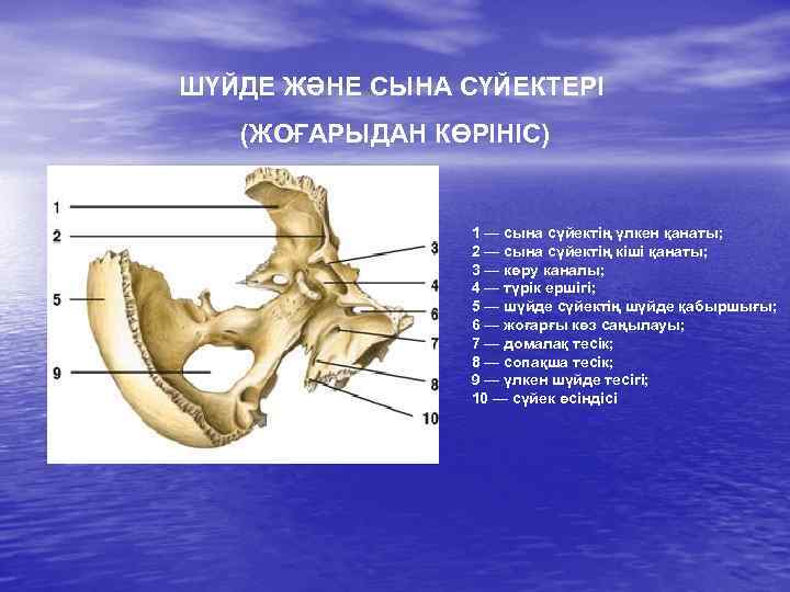 ШҮЙДЕ ЖӘНЕ СЫНА СҮЙЕКТЕРІ (ЖОҒАРЫДАН КӨРІНІС) 1 — сына сүйектің үлкен қанаты; 2 —