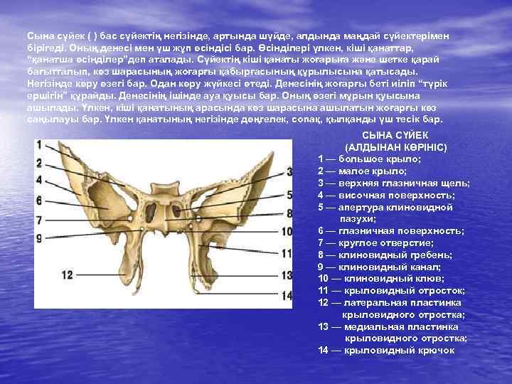 Сына сүйек ( ) бас сүйектің негізінде, артында шүйде, алдында маңдай сүйектерімен бірігеді. Оның