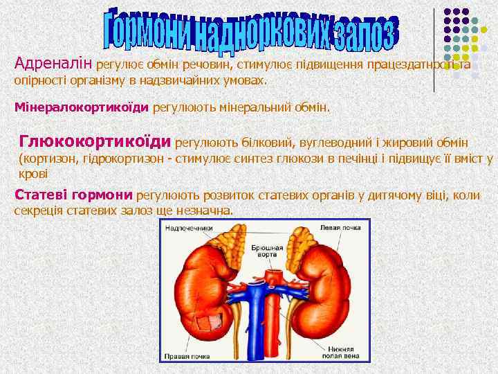 Адреналін регулює обмін речовин, стимулює підвищення працездатності та опірності організму в надзвичайних умовах. Мінералокортикоїди