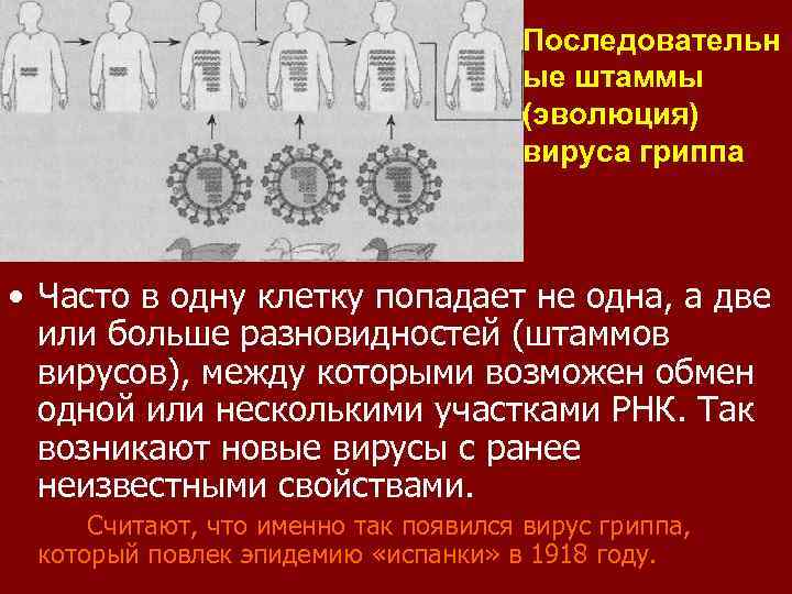 Последовательн ые штаммы (эволюция) вируса гриппа • Часто в одну клетку попадает не одна,