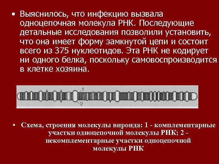  • Выяснилось, что инфекцию вызвала одноцепочная молекула РНК. Последующие детальные исследования позволили установить,