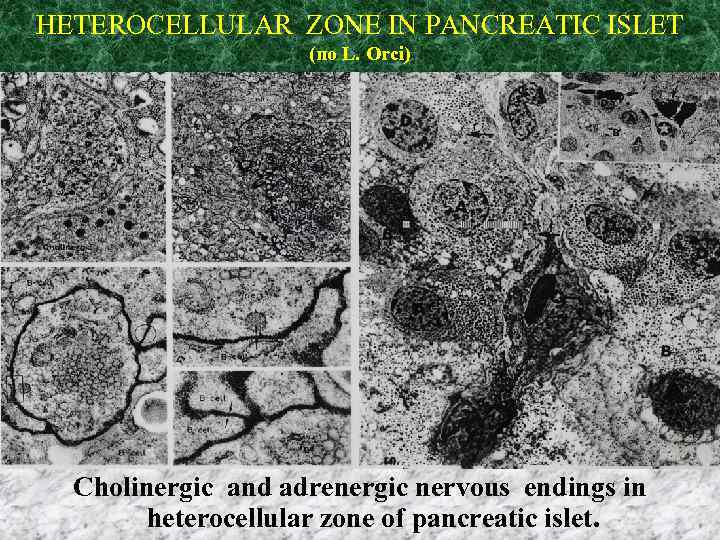 HETEROCELLULAR ZONE IN PANCREATIC ISLET (по L. Orci) Cholinergic and adrenergic nervous endings in