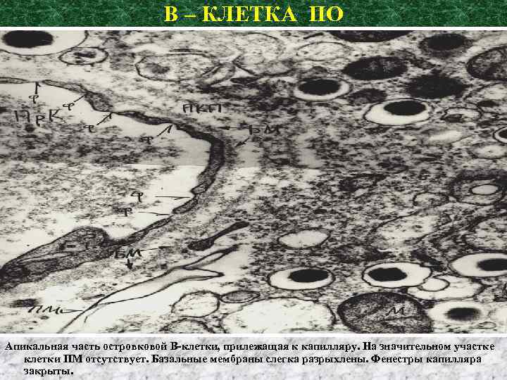 В – КЛЕТКА ПО Апикальная часть островковой В-клетки, прилежащая к капилляру. На значительном участке